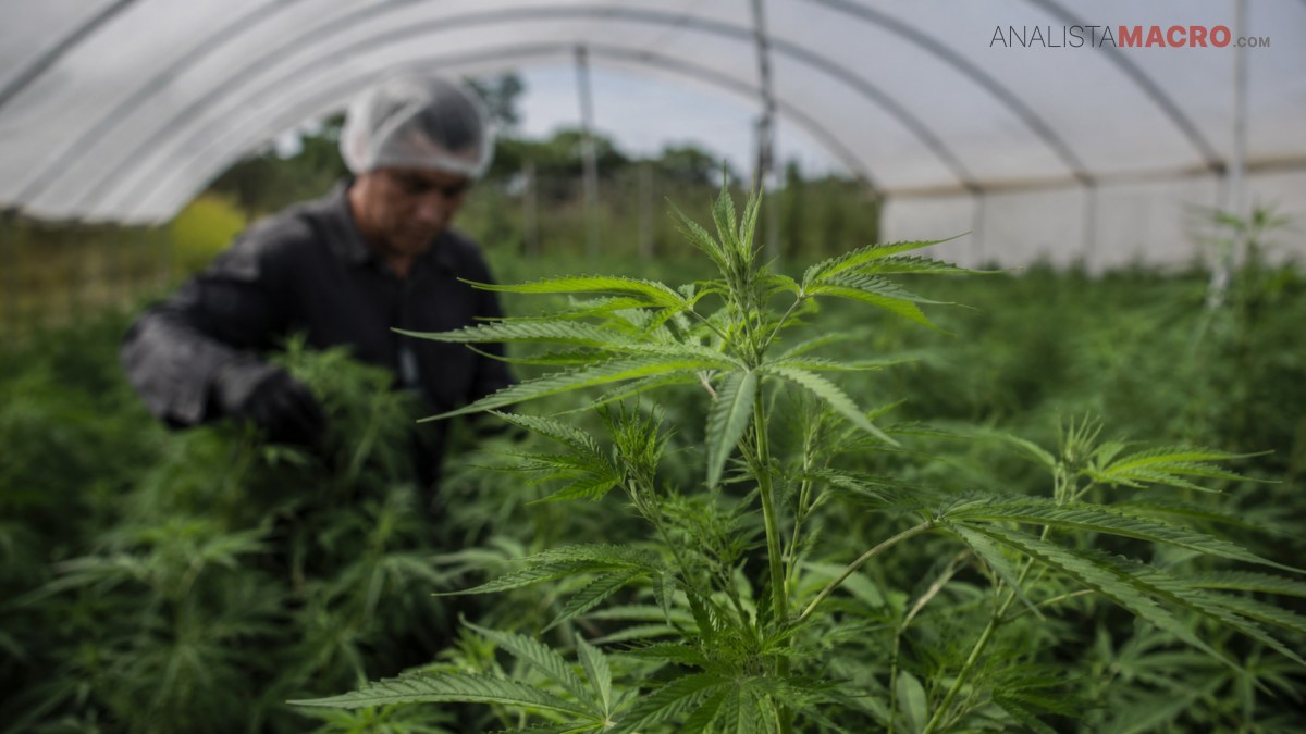 Planta de cannabis en primer plano dentro de un invernadero, con una persona desenfocada trabajando al fondo.